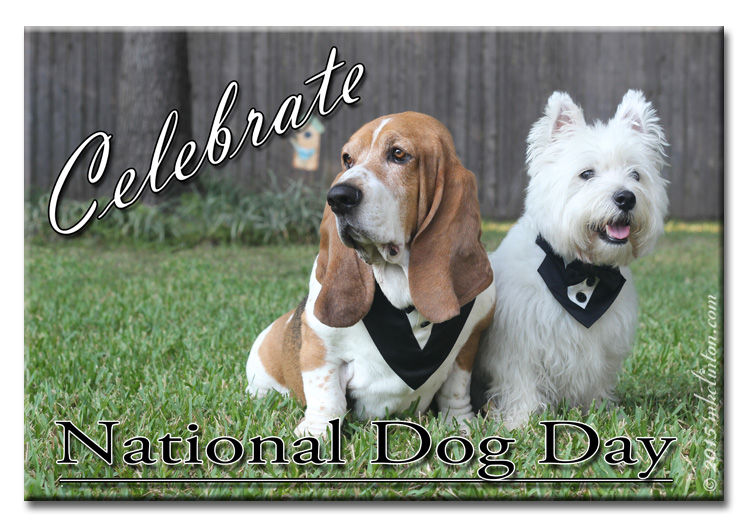 Basset & Westie celebrate National Dog Day in tuxedos 