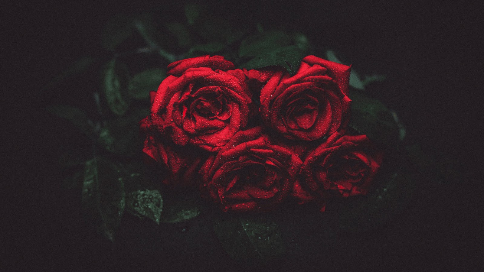 𝕃𝕚𝕥𝕥𝕝𝕖𝕓𝕦𝕘𝟛𝟞𝟝 ᵕᴗᵕ ภาพน่ารัก ภาพสวยๆ: ดอกกุหลาบสีแดง Red Roses