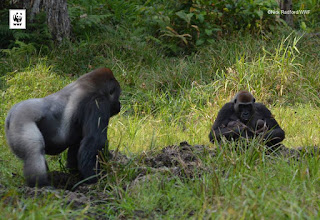 Gorillas of Congo Gorillas of Congo
