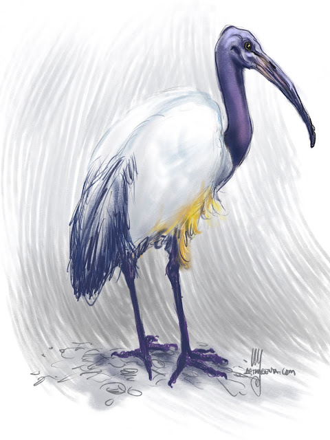 African sacred ibis Bird painting by Ulf Artmagenta