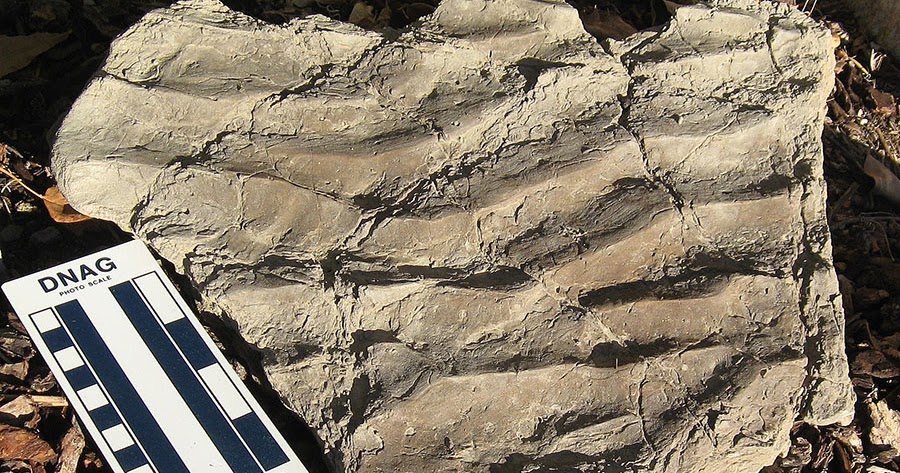 PALEO & GEO TOPICS: Comments by R. L. Squires: Ancient wave-formed ...