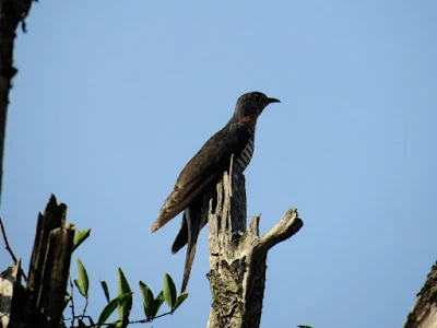 Common Cuckoo in Uganda