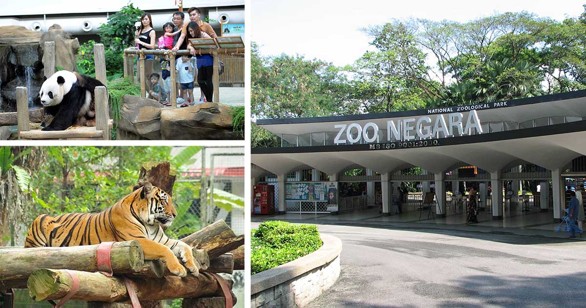 5 Cadangan Idea Untuk Ajak Orang Datang Ke Zoo Negara Yang Terdesak Kunjungan Pengunjung