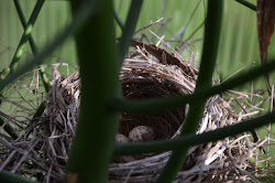 rights squatter april nest laid cardinal eggs detailing wrote titled discovery