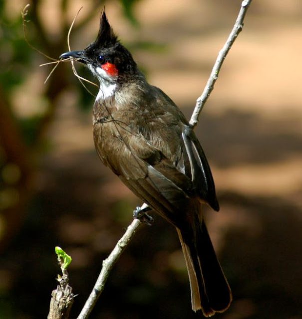Common Birds of Bangladesh