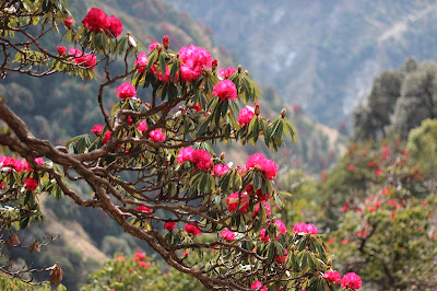 Vibrant blossoms along the trek to Triund, Dharamsala