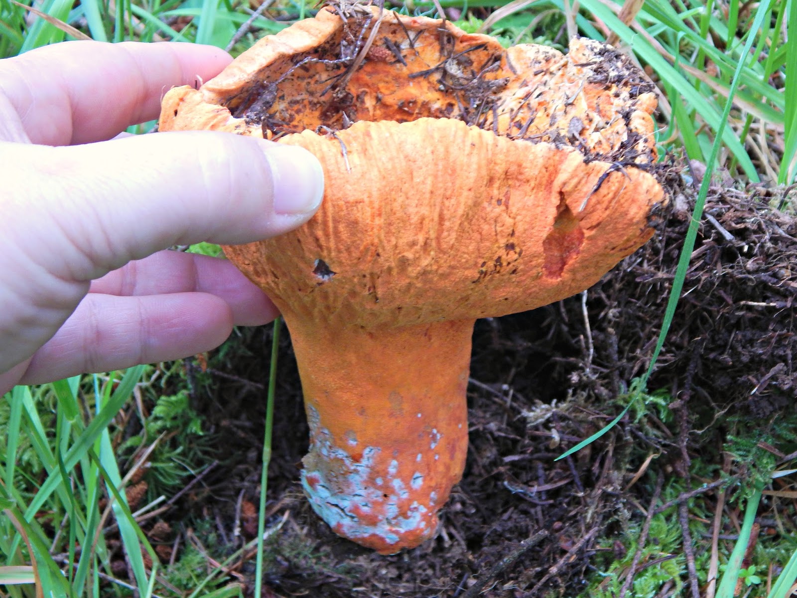 How to Forage, Clean, & Eat Lobster Mushrooms (with Roasted Lobster