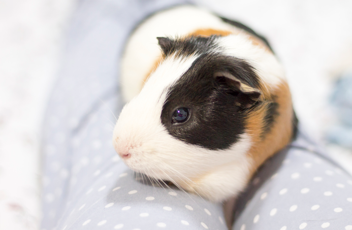 fotografia-cobaya-kevin