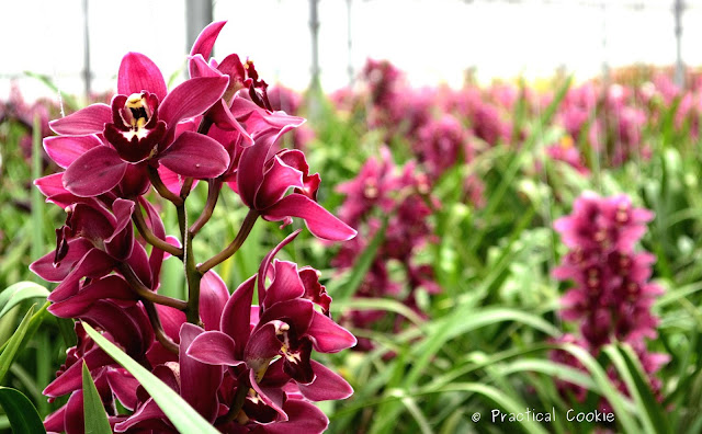Purple orchids from Duckitt Nurseries