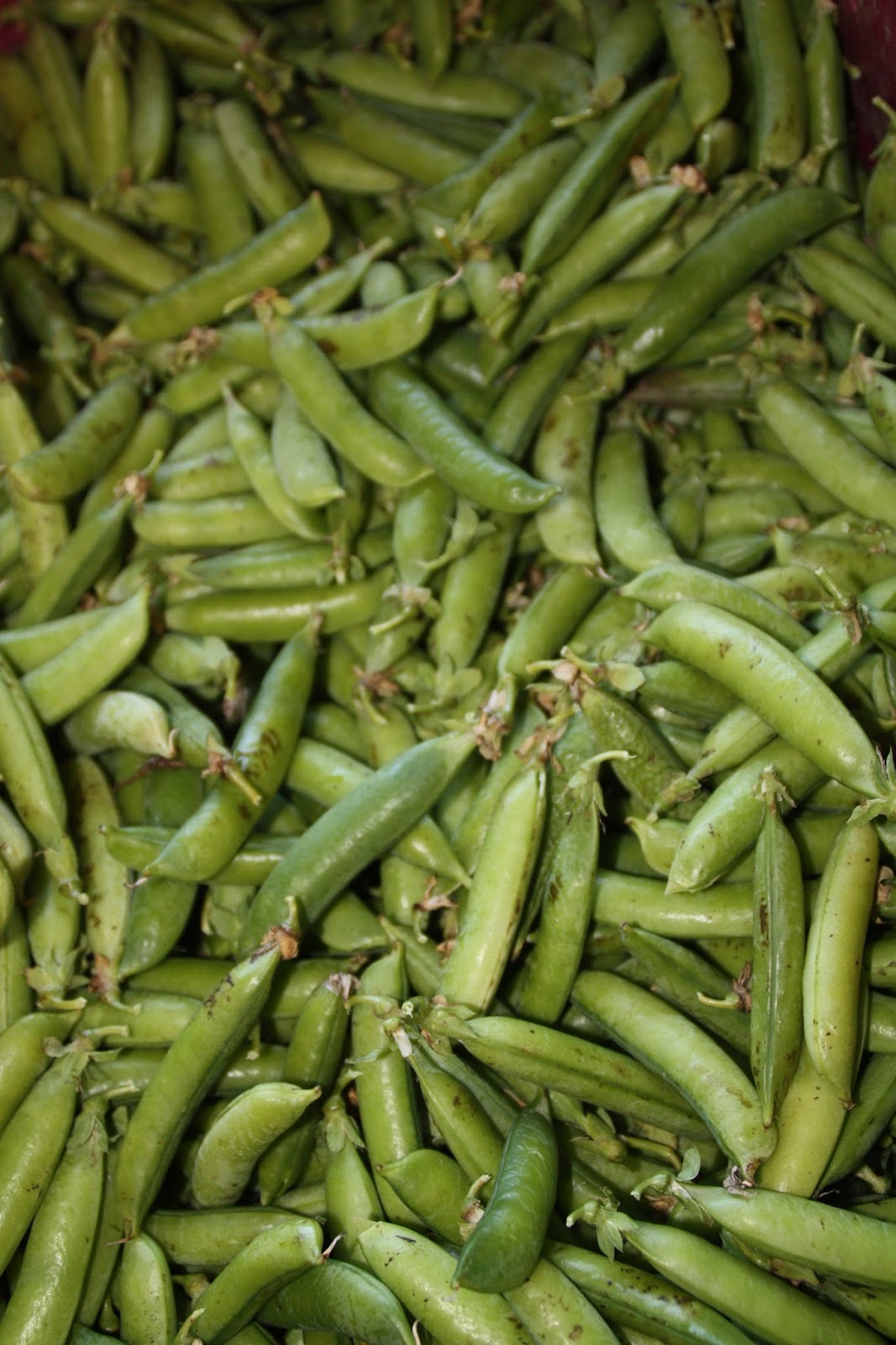 Bosavern Community Farm: Picking peas.