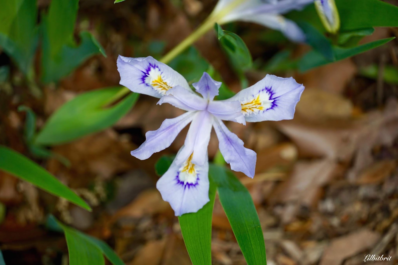 Azalea Stock Photos And Images Agefotostock