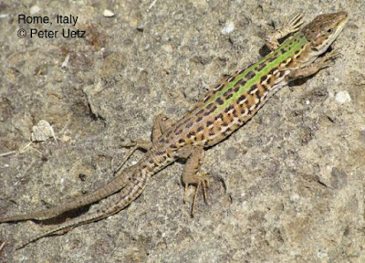 Italian wall Lizard