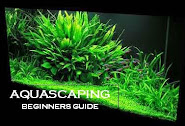aquascape beginners