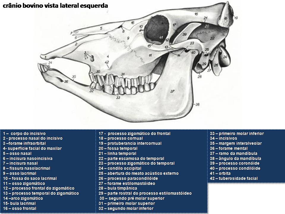 Anatomia Do Cranio Bovino - RETOEDU