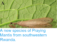 http://sciencythoughts.blogspot.co.uk/2014/05/a-new-species-of-praying-mantis-from.html