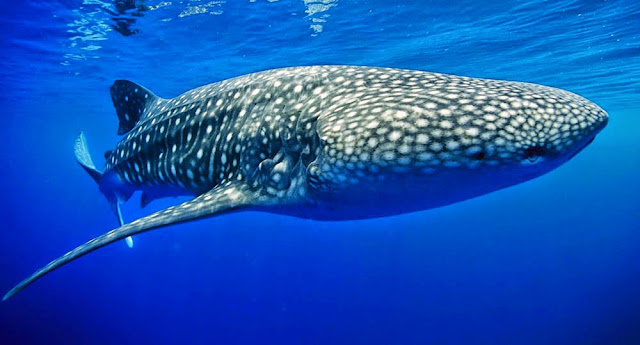Tubarão Baleia - Maior peixe do mundo