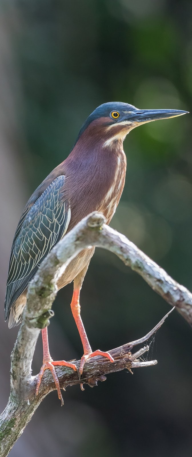Picture of a green heron.