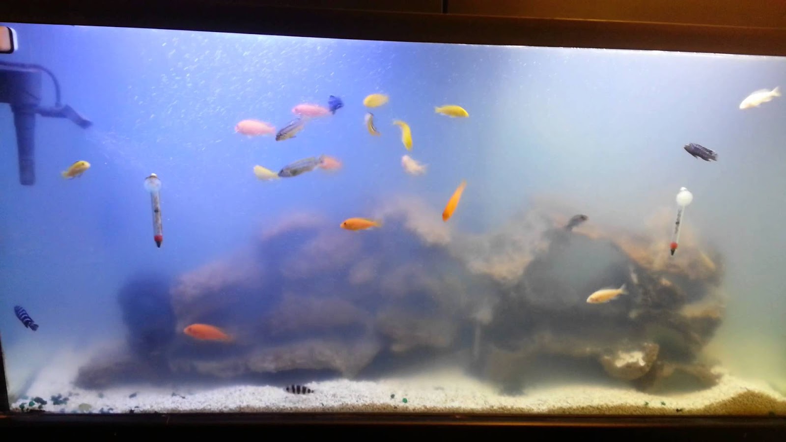 A GAMER'S WIFE: How to Fix Cloudy Aquarium Water for Axolotls