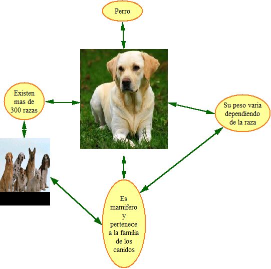 tia Carlita ) mapas conceptuales 1ª ciclo tia Carlita ) mapas conceptuales 1ª ciclo