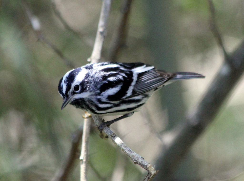 Parker's Barkers Blackandwhite Warblers