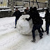 Η πιο μεγάλη χιονόμπαλα στα Ιωάννινα και το ...μακρύ  της "ταξίδι"![βίντεο]