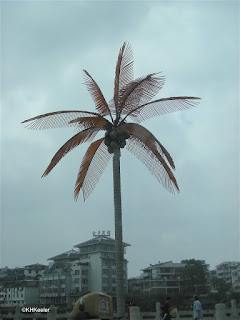 coconut palm coconut palm Cocos nucifera
