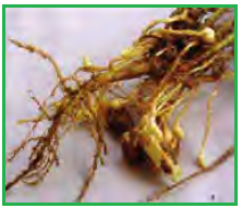 cendawan Phytophthora menyerang kacang tanah