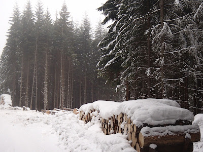 Babia Góra zimą, spacer po zimowym lesie,las w śniegu
