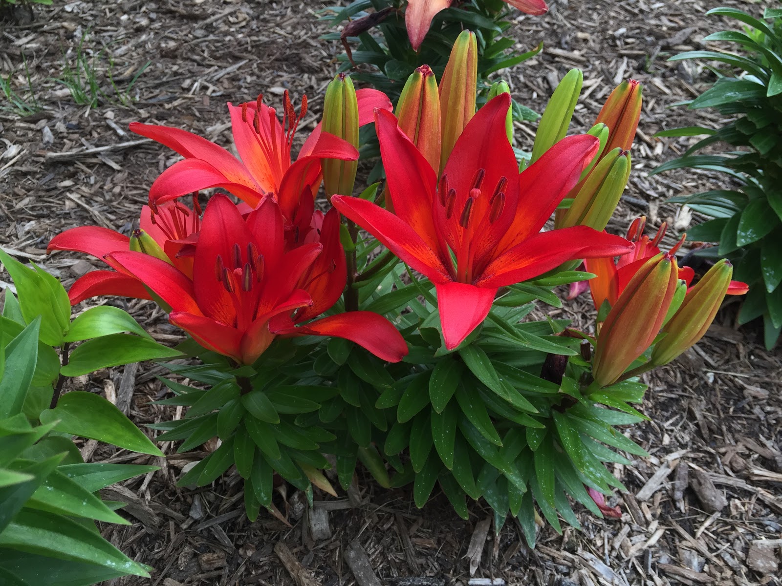 Recap: Best Blooms Summer 2016 [Backyard Neophyte Landscaping Blog]