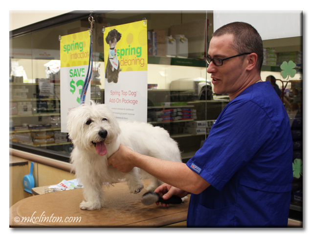 petsmart dog brush