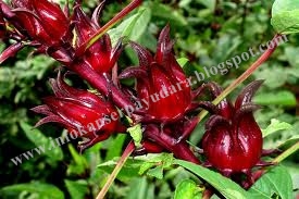 Info Kanser Tulang: Khasiat Rozel (Roselle)