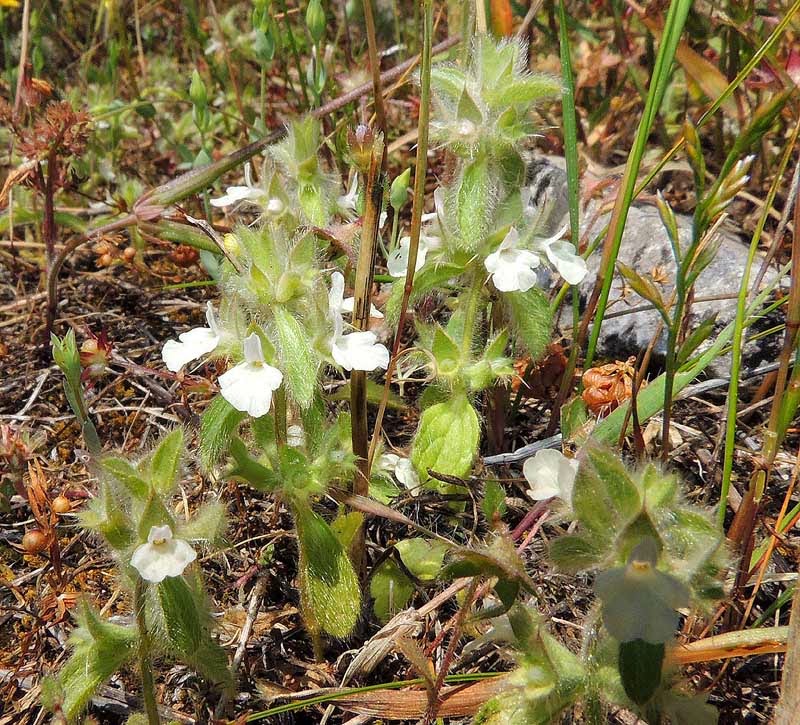 Flora hellenica Sideritis curvidens
