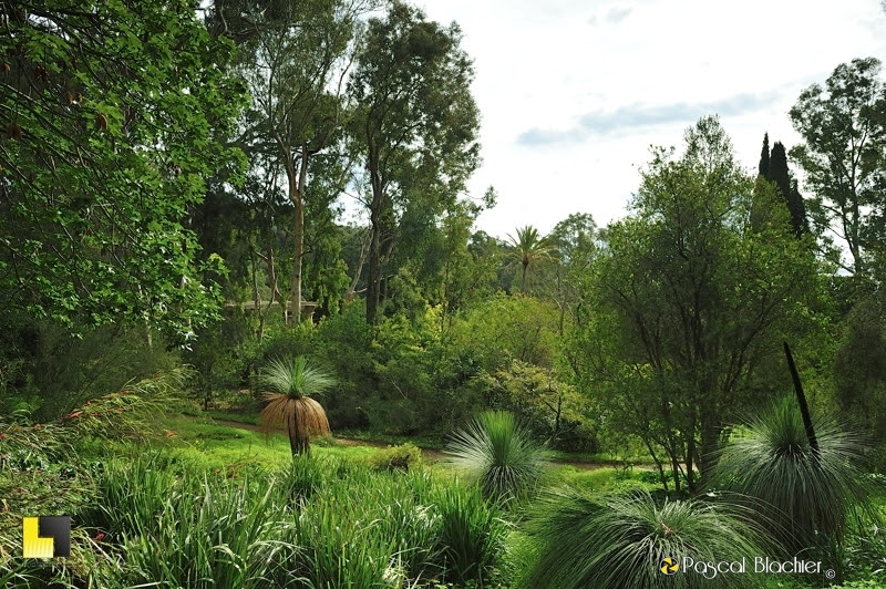 jardin d'Australie au domaine du rayol photo Pascal Blachier