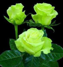 Gambar bunga mawar hijau langka