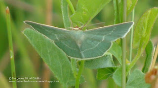 Chlorissa viridata DSC121660