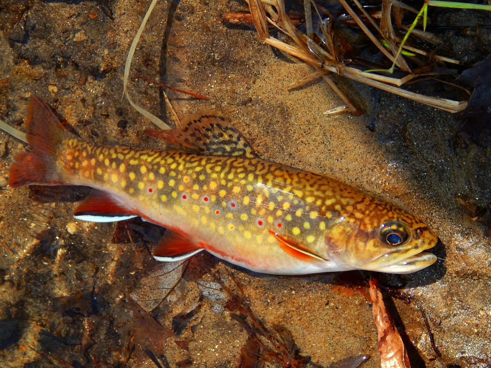 Small Stream Reflections Wild Brook Trout, Bombers and Buggers