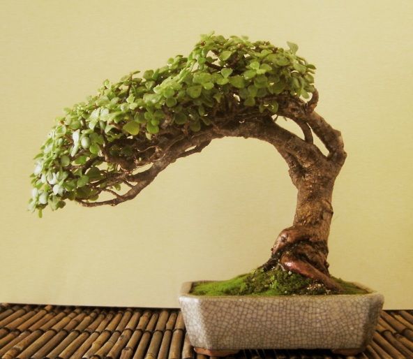 Bonsai Trees A HowTo Guide Bonsai Tree Types