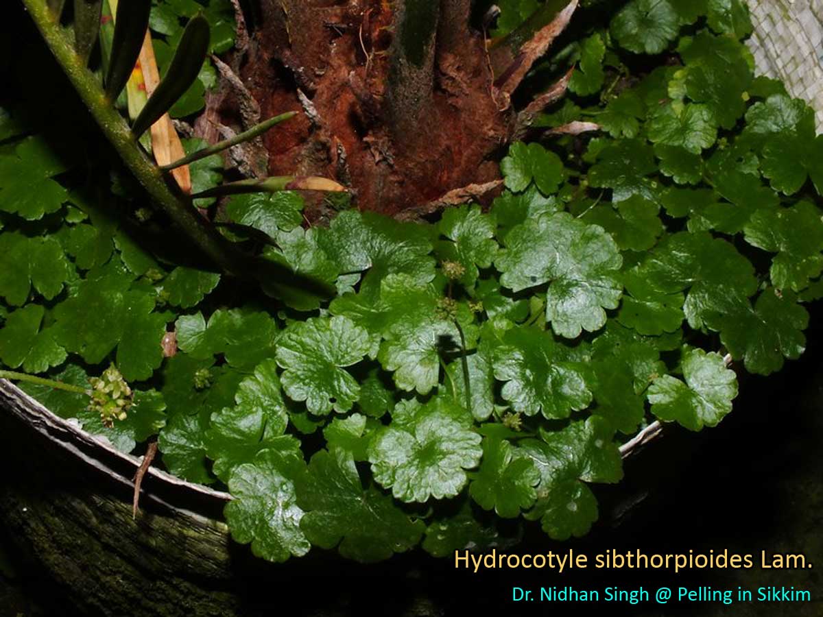 Medicinal Plants: Hydrocotyle sibthorpioides