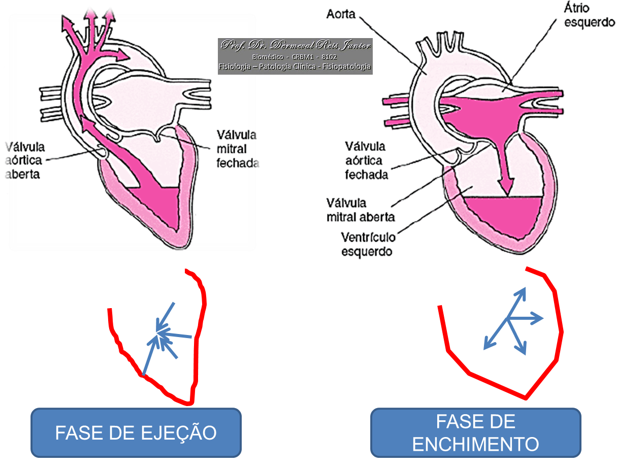 ENFERMAGEM COM AMOR SISTEMA CARDIOVASCULAR