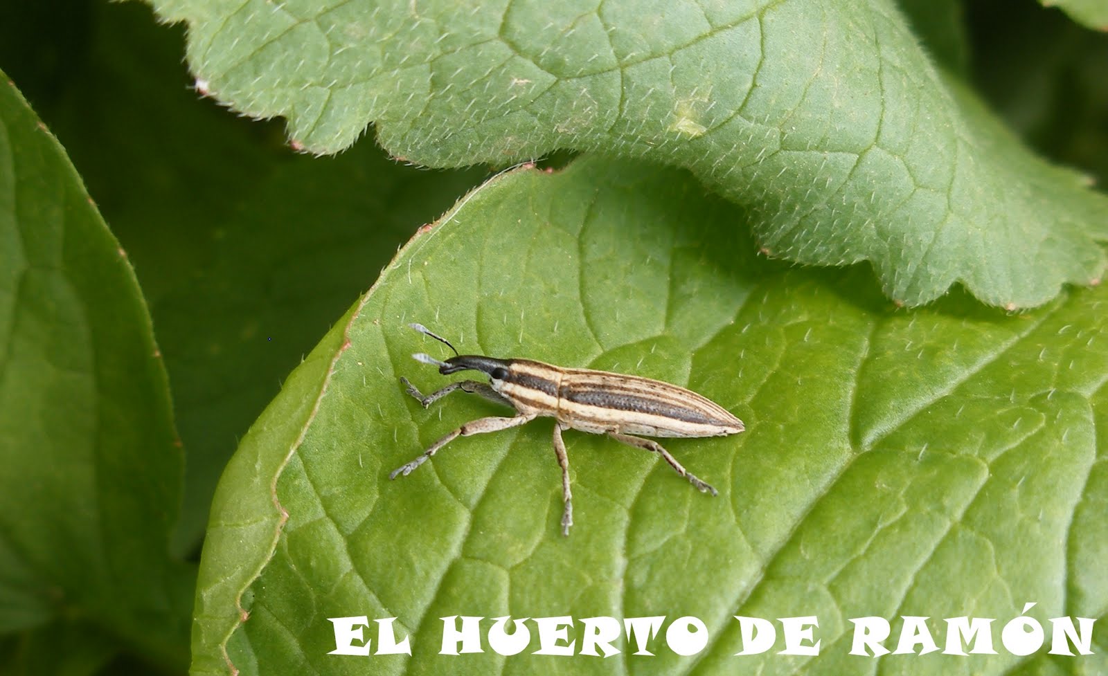 El huerto de Ramón: Biodiversidad de escarabajos en mi huerto