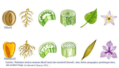 Akar Pohon Dibedakan Menjadi Dua Macam