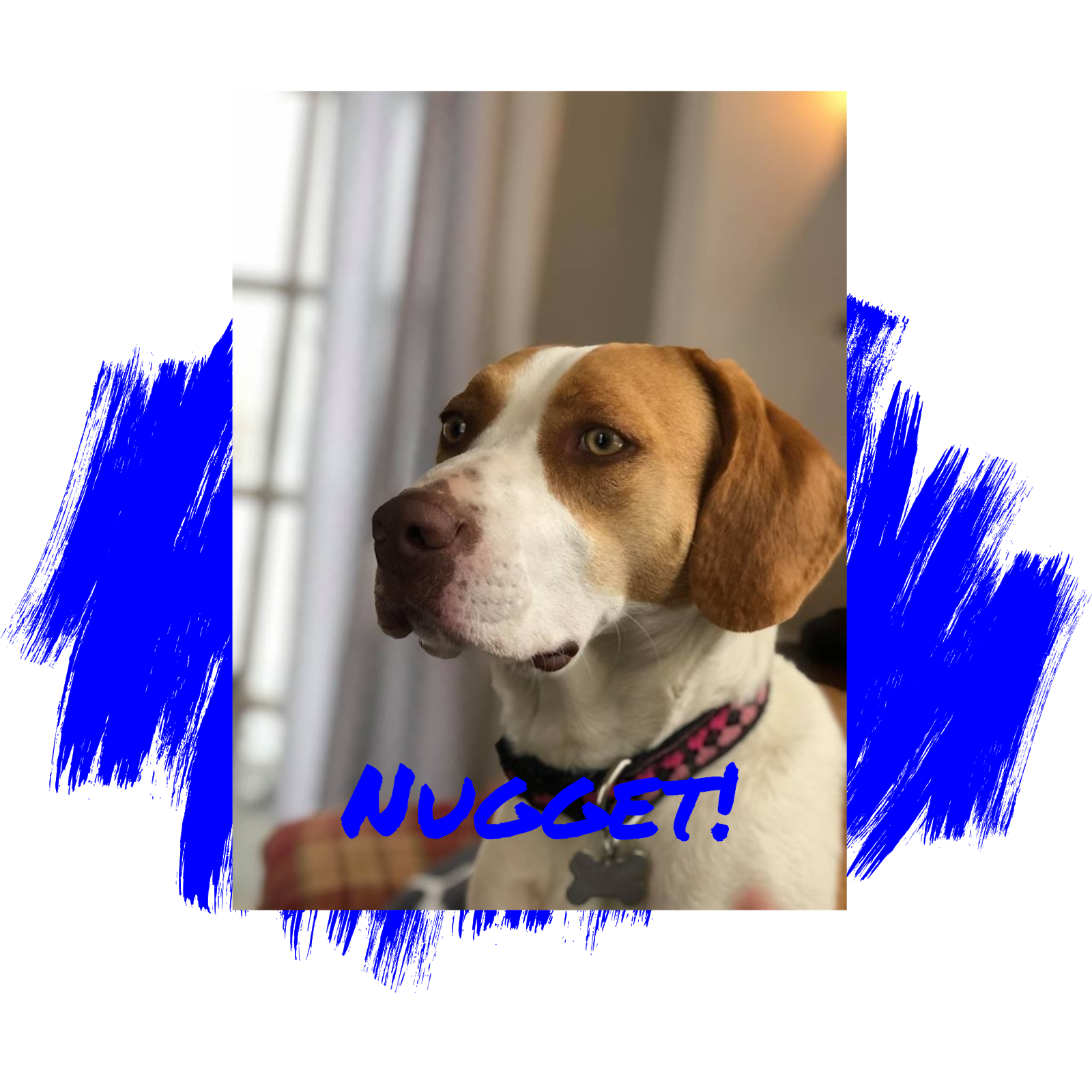 healing hearts animal rescue group