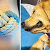 Dog Owner Shares Heartbreaking Warning After Golden Retriever Dies From Rope Toy