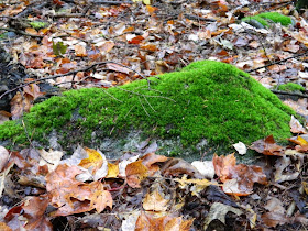 Lake Muskoka fall colours mossy rock by garden muses--a Toronto gardening blog
