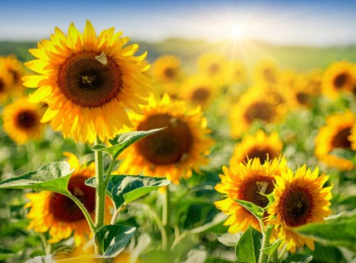 How long have flowers been on Earth?