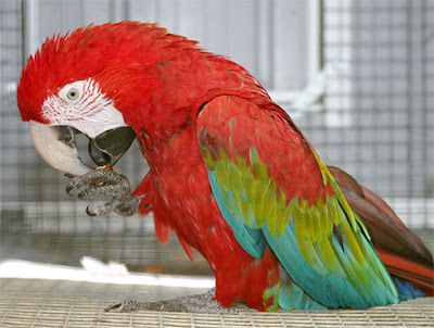 50+ Burung macaw green wing terupdate