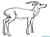 Halaman Mewarnai Gambar Antelope