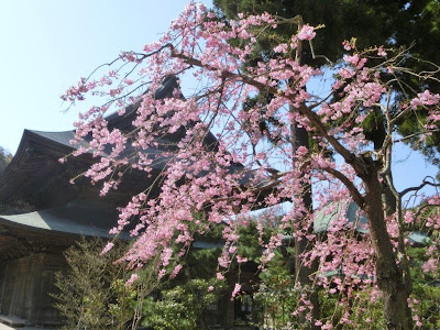 建長寺の枝垂れ桜