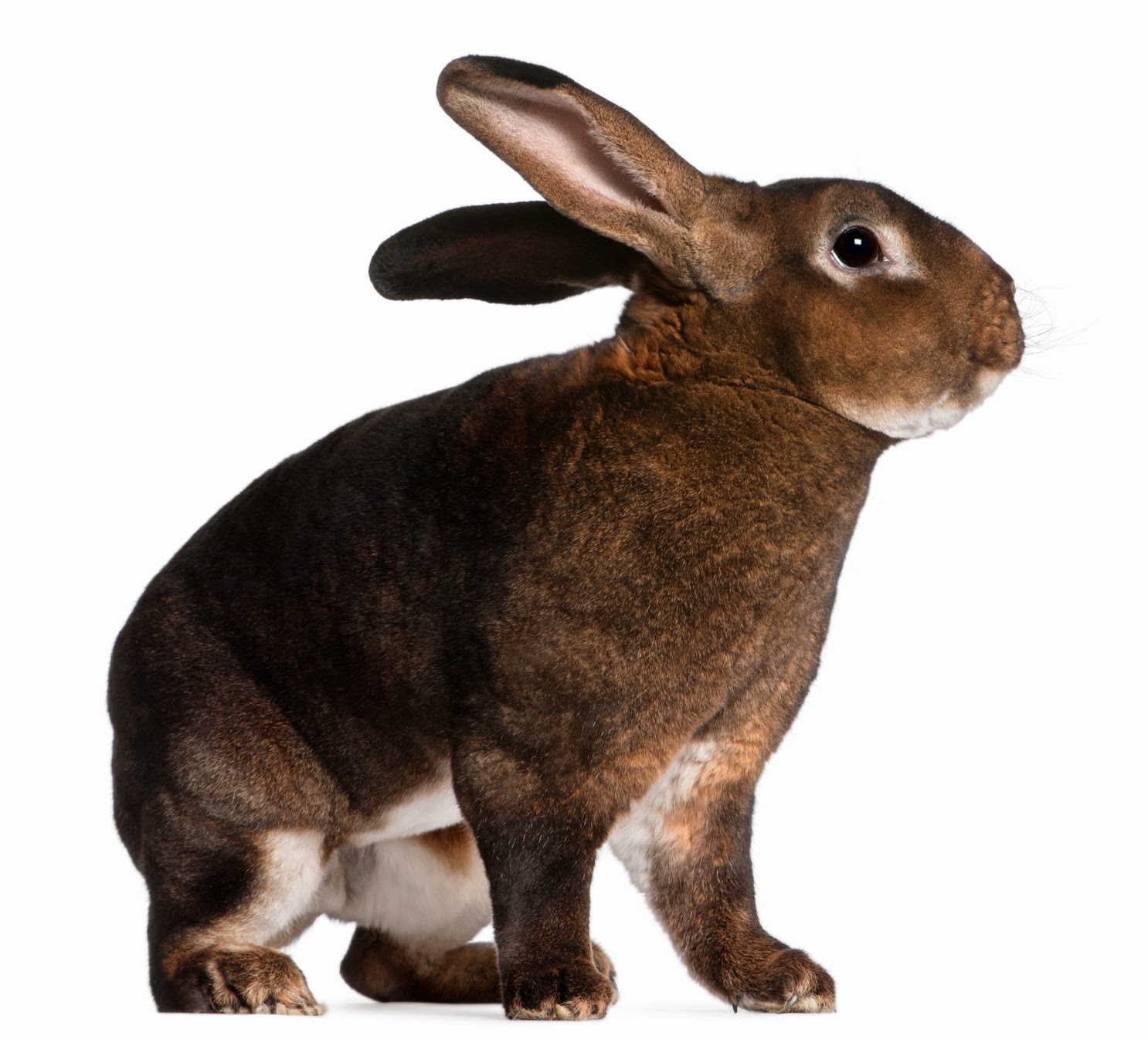 5 Unique Rabbit Breeds for International Rabbit Day Pawsitively Pets