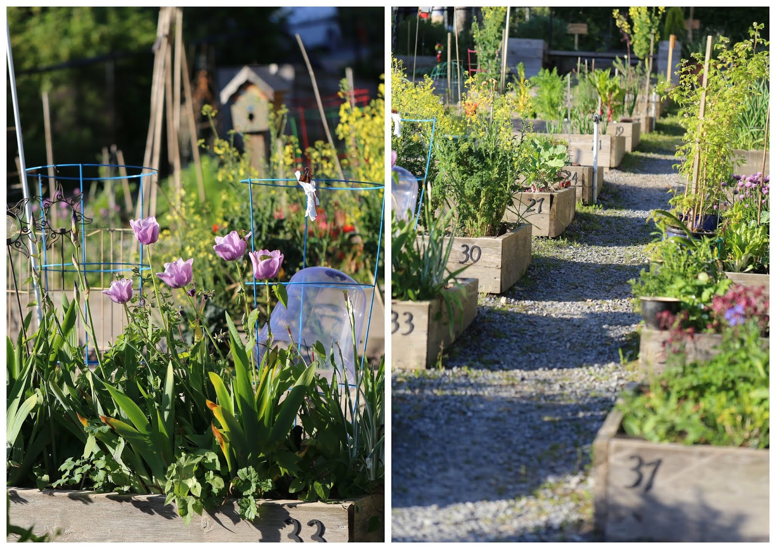 Günstig gärtnern Quadratisch und praktisch